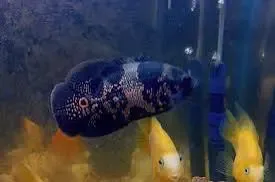 Oscar fishes