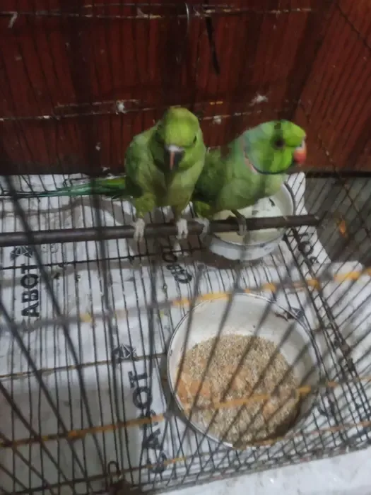 Parrots for sale
