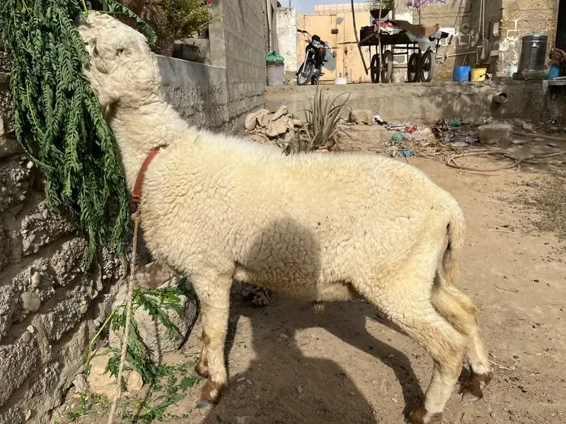 Sheeps For Sale