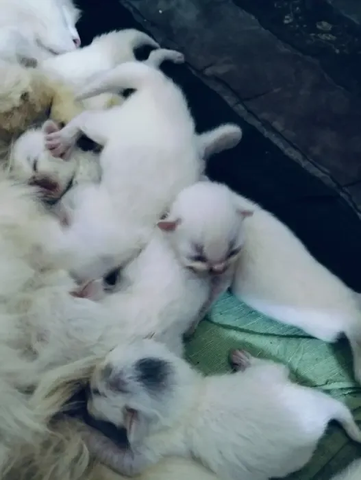 Persian cats
