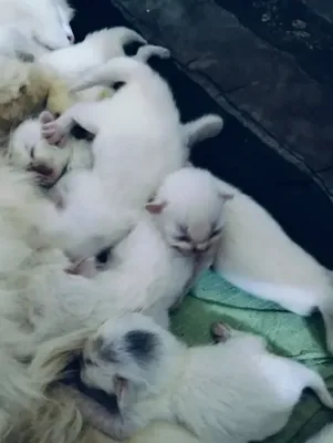 Persian cats