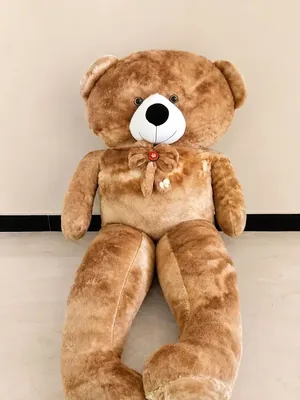 Teddy
