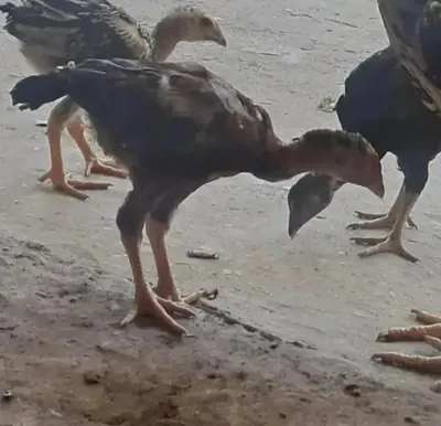 Assel Hens