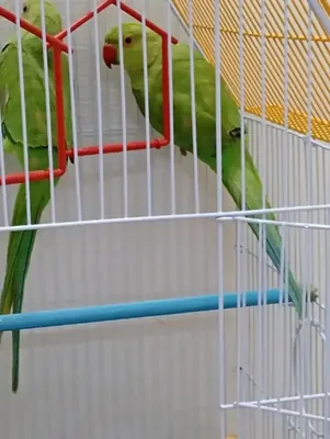 Eight Months Old Indian Ringneck Parakeet Healthy and Active
