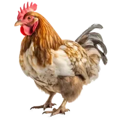 Animals